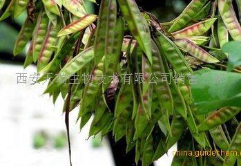 皂荚提取物 皂荚提取物 皂荚提取物的功效有什么