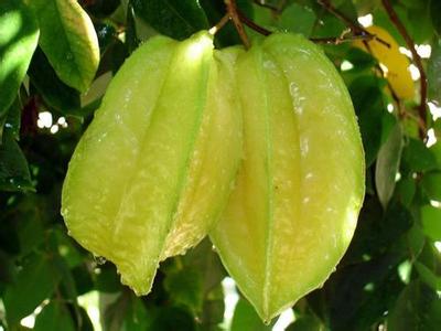 杨桃的功效与作用 杨桃的功效与作用 杨桃的功效与作用