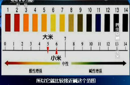 小米的营养价值及功效 小米的营养价值及做法大全