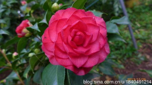 时间是最好的良药 最廉价的降压良药