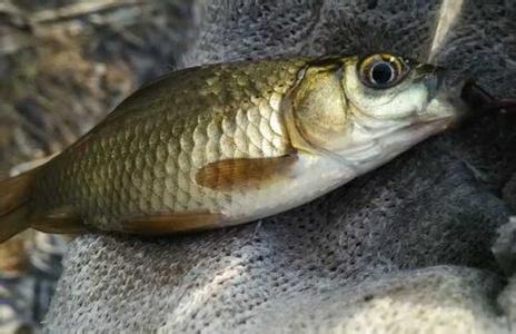 蚕豆粉钓鲫鱼怎么开饵 钓鲫用饵无数，还是喜欢蚕豆粉饵！适合肥水还防杂鱼
