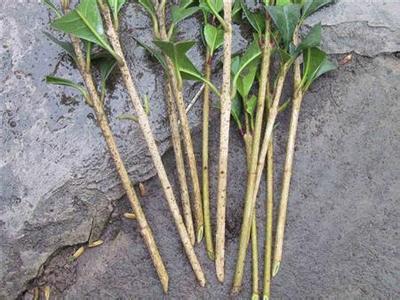 山茶花的扦插繁殖视频 茶花扦插时间和方法 山茶花的扦插繁殖