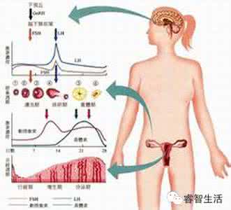 卵巢早衰症状有哪些 卵巢早衰症状有哪些 卵巢早衰与哪些因素有关