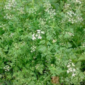 蛇床子外用功效与作用 蛇床子的作用与功效