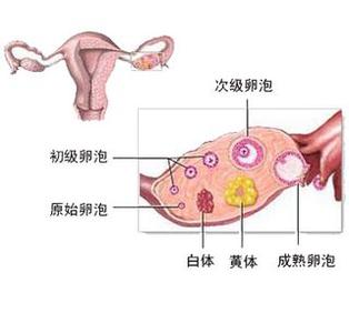 黄体功能不全怎么治疗 黄体功能不全怎么治疗 黄体功能不全的治疗方法