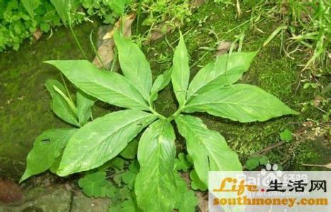 肝癌中草药偏方 草药偏方治小儿肝热