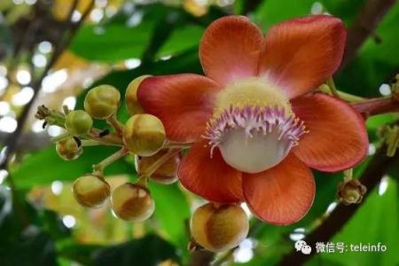 菩提树开花 菩提树开花 难得一见的菩提树开花,太美了见者得福!