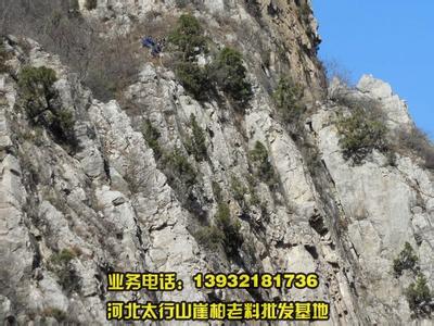 崖柏产地 崖柏产地 带你了解崖柏的产地、年份、特征、种类