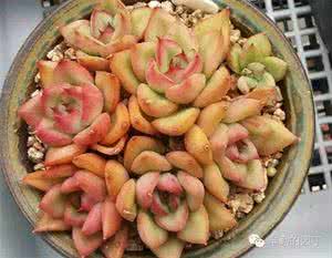 多肉问答 “糊糊和和”多肉专题讲座及问答