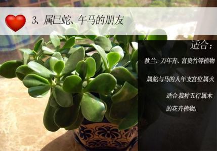 办公室植物摆放风水 办公室植物摆放风水 办公室风水植物摆放秘笈
