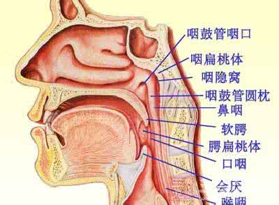 鼻咽癌治疗后复发症状 鼻咽癌是怎么引起的 鼻咽癌的症状与治疗