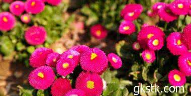 止咳祛痰平喘类中成药 千日红的功效与作用 千日红可以清肺祛痰平喘