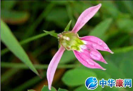 半边莲的功效与作用 半边莲的功效与作用 来看看半边莲的功效与作用图片