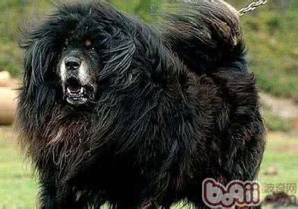 如何让土狗变凶 如何让狗变凶