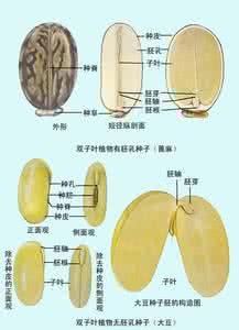 三、植物种子的结构(图)