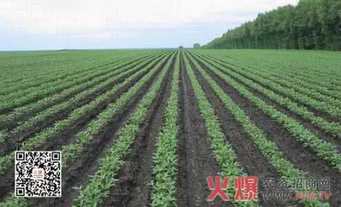 大豆播种技术 论东北地区大豆播种技术