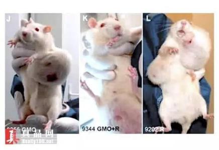 老鼠不爱大米 老鼠不爱大米 小儿不爱吃饭,还便秘,医生用大米治疗,就是用法有点特殊