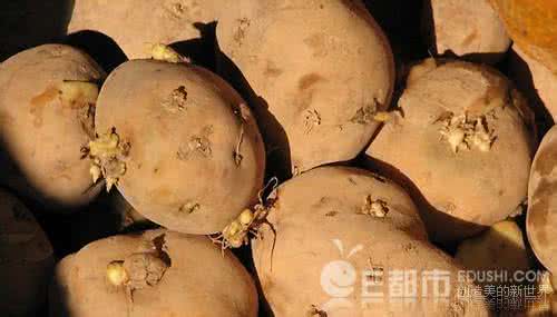 什么会导致胎儿畸形 会导致胎儿畸形的十三种食物