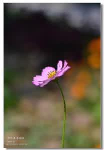 傲妻难宠 烟火人间 文字，人间最美丽的烟火【情感美文】