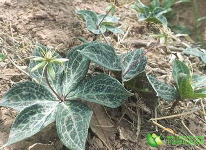 禄劝花叶重楼↘ 禄劝花叶重楼