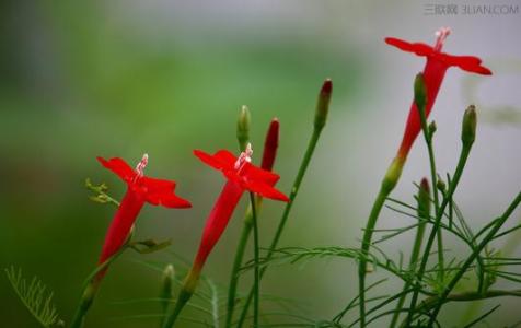 茑萝花能水培养殖吗 如何养殖茑萝