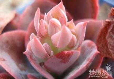 多肉植物养殖方法 粉美人多肉植物的养殖方法
