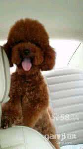 红棕色泰迪 红棕色泰迪 红棕色泰迪好养么？
