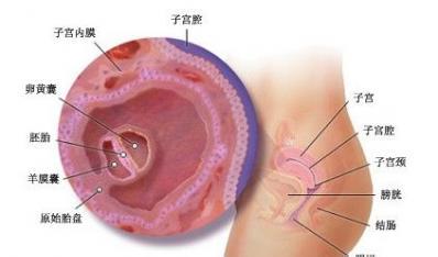 怀孕初期高潮子宫收缩 女性口爱高潮后子宫收缩精子过程