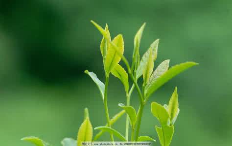 茶叶销售话术900句 茶叶300句