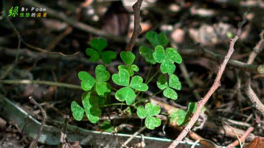 核桃腐烂病 三叶草核盘菌腐烂病