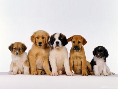 宠物狗不能吃的食物 宠物狗有哪些食物是不可以吃的?