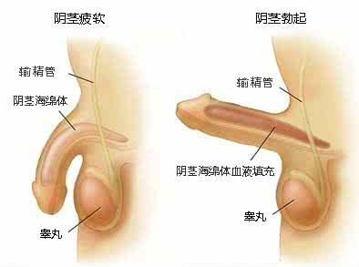 只勃起不射精的危害 勃起不射会阳痿吗 阳痿原因有哪些