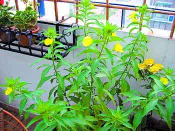 描写梅花香气的句子 室内常见花的香气作用