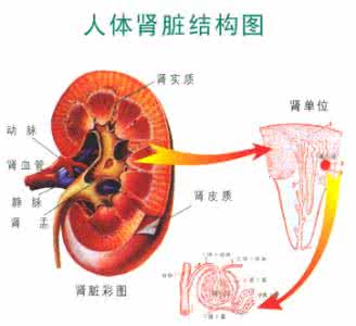 前列腺炎和肾结石 肾实寒的症状表现 前列腺炎肾结石等症状