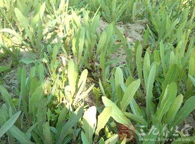 苦丁茶鲜的好陈的好 中医带你尝苦吃鲜喝三种茶轻松度小满