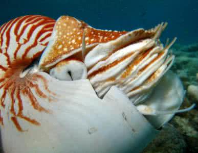 鹦鹉螺 鹦鹉螺(Nautilus)