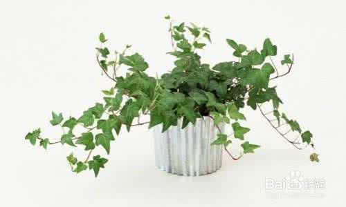 办公室绿色植物摆放 适合摆在家里的24种绿色植物 ?
