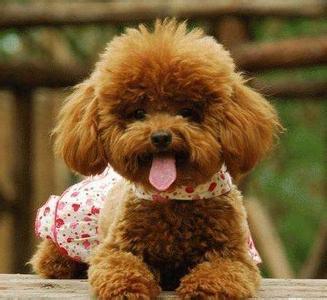 泰迪好养吗容易生病吗 泰迪好养吗