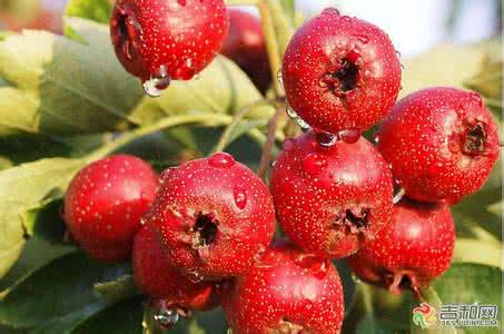 山楂片吃多了会胖吗 小寒多吃山楂益处多