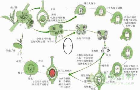 植物生活史 生活史（植物）