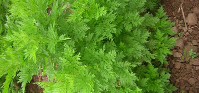 青蒿素 青蒿素采摘背后的故事