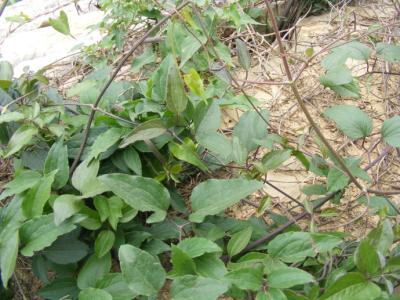 威灵仙 治愈关节炎、新鲜威灵仙！