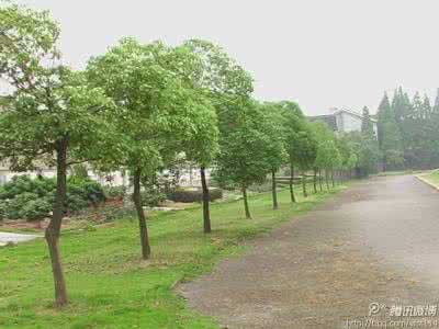 道路绿化植物配置 城市道路绿化 城市道路绿化植物的配置