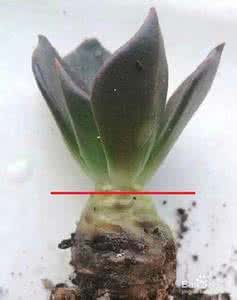 多肉植物黑腐病 【园艺】多肉植物夏季化水与黑腐病