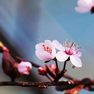 早安晚安心语微博 晚安心语：情未尽，人早散，年时的莫忘，总是被散落在落花流水间