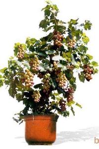 盆栽山葡萄养护 【DIY盆栽】家庭养护葡萄的详细教程