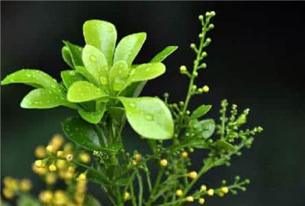 米兰不开花怎么办 米兰不开花 米兰不开花怎么办?
