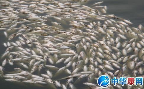 梦见死鱼 死鱼 梦见很多死鱼意味着什么_死鱼