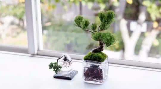 雀梅小盆景怎么浇水 终于替你找到了不用浇水的盆景