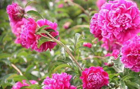 牡丹花栽培技术 牡丹花种植 牡丹花栽培技术